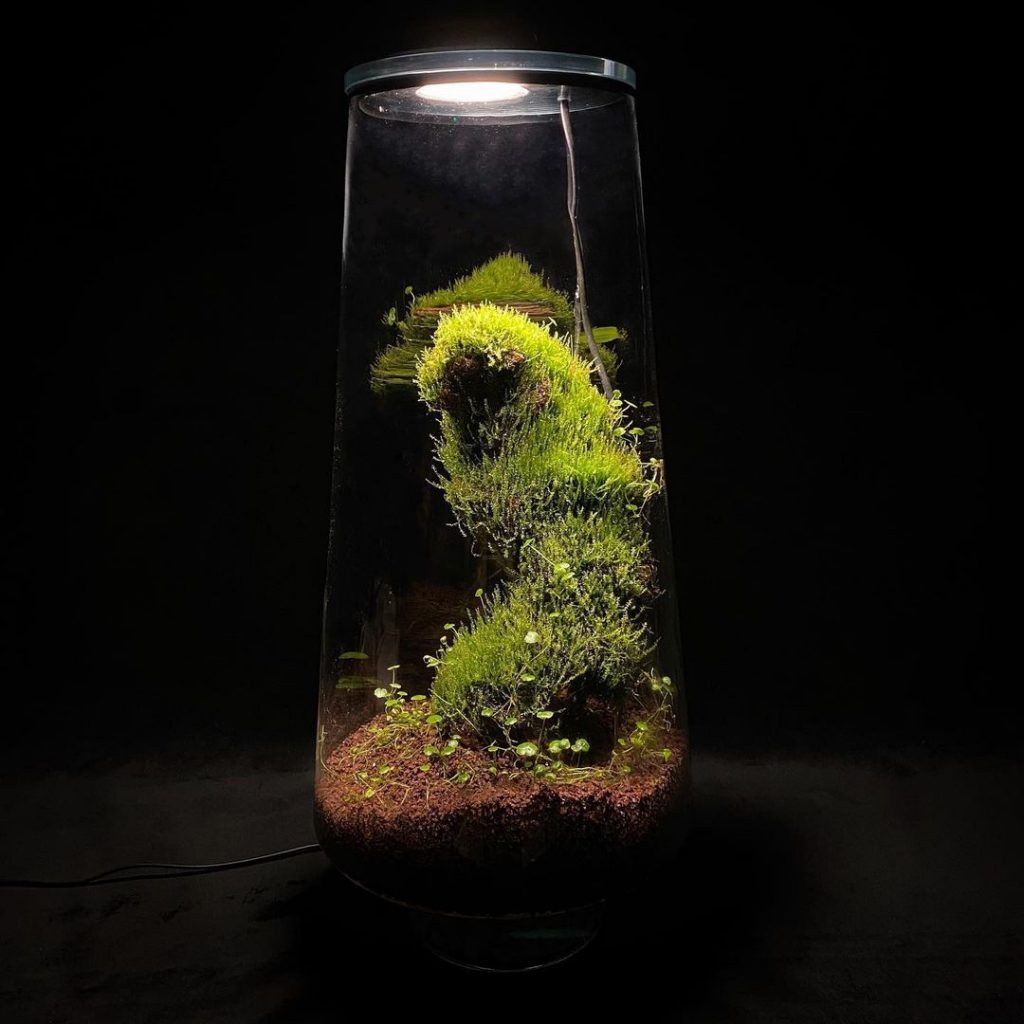 What Are Terrarium Plants? - hotcrochet .com