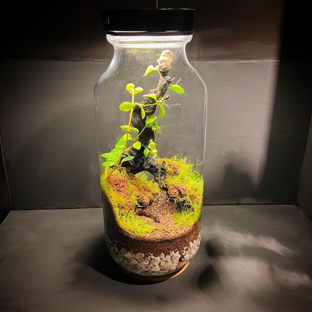 Terrarium Plant