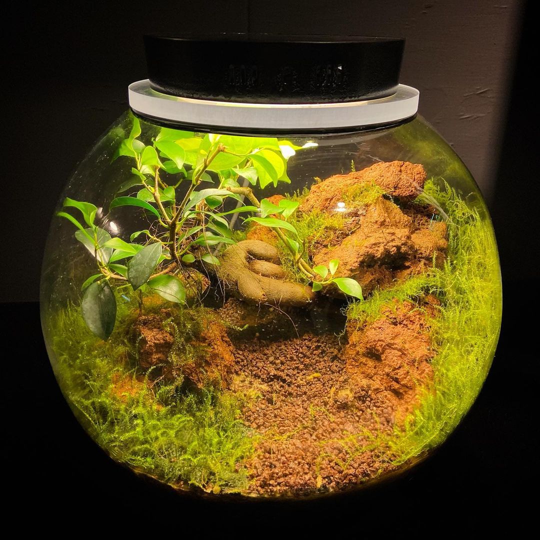 What Are Terrarium Plants? - Hotcrochet.Com