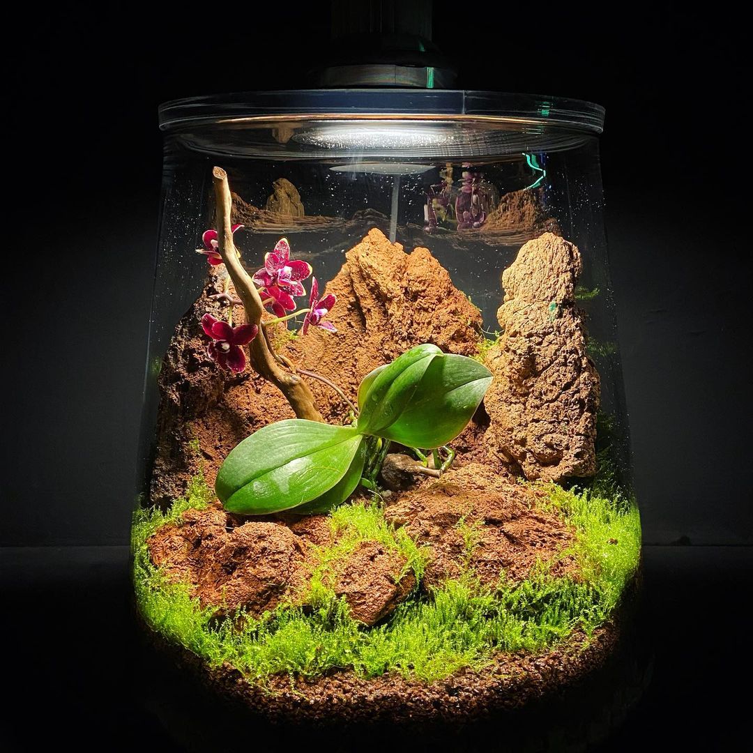 Terrarium Plant